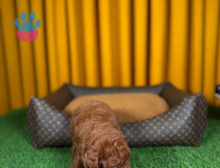 Cins Toy Poodle Yavrularımız 2 Aylık - 9881 - Görsel 3