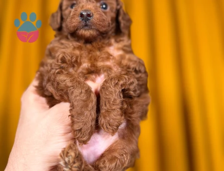 Cins Toy Poodle Yavrularımız 2 Aylık - 9881 - Görsel 2