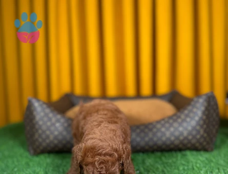 Kıvırcık Toy Poodle Yavrularımız 2 Aylık - 9882 - Görsel 2