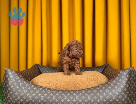 Kıvırcık Toy Poodle Yavrularımız 2 Aylık - 9882 - Görsel 3