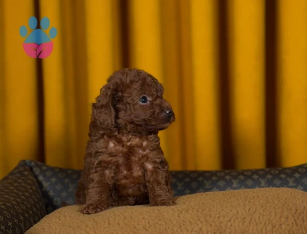 Şahane Yavrularımız Toy Poodle 2 Aylıklar - 9883