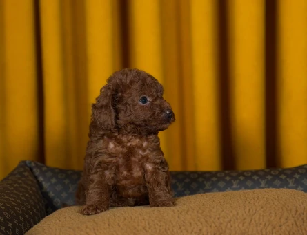 Şahane Yavrularımız Toy Poodle 2 Aylıklar - 9883