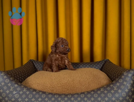 Şahane Yavrularımız Toy Poodle 2 Aylıklar - 9883 - Görsel 3