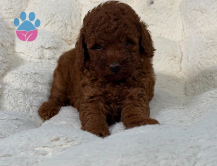 Hipoalerjenik Toy Poodle 2 Aylık Dişi ve Erkek - 9884 - Görsel 3