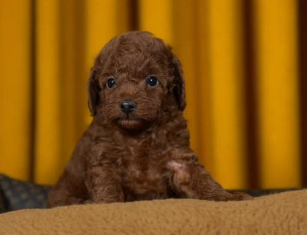 Hipoalerjenik Toy Poodle 2 Aylık Dişi ve Erkek - 9884