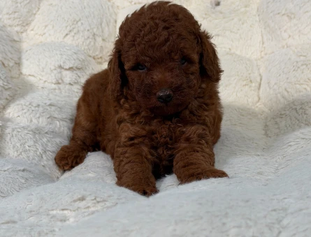 Safkan Cins Toy Poodle Yavrularımız 2 Aylık - 9885
