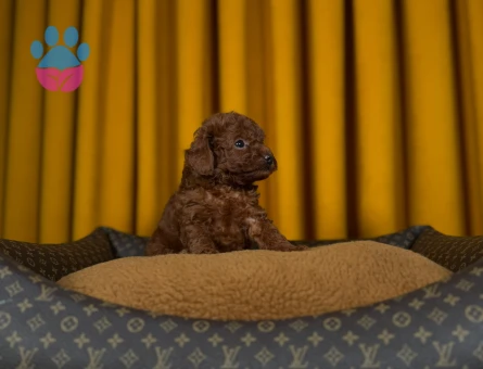 Safkan Cins Toy Poodle Yavrularımız 2 Aylık - 9885 - Görsel 3