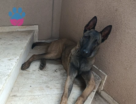 Melinois Belçika kurt 7 Aylık Yuva Arıyor