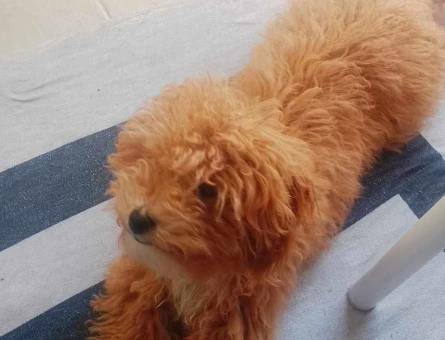Maltipoo 7 Aylık Dişi Yuva Arıyor