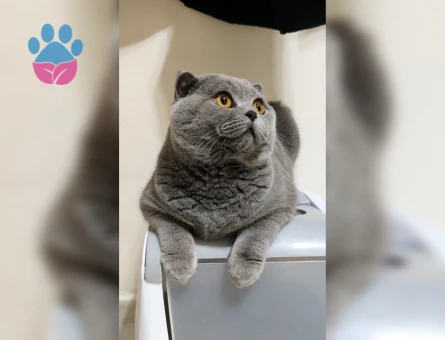 Scottish Fold 8 Aylık Yuva Arıyor