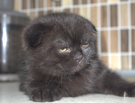 British Shorthair Yavrular 1 Yaşında