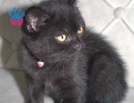 British Shorthair Yavrular 1 Yaşında