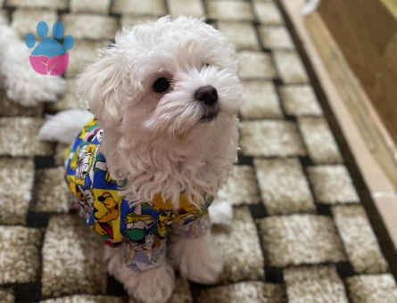 Maltese Terrier Kardeşler Yeni Yuvalarını Arıyor
