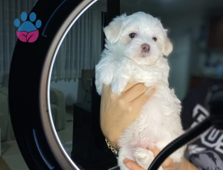 Maltese Terrier Kardeşler Yeni Yuvalarını Arıyor