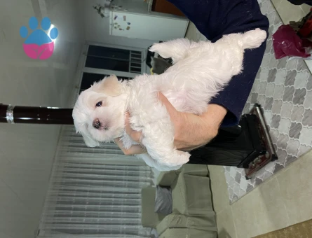Maltese Terrier Kardeşler Yeni Yuvalarını Arıyor
