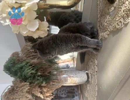 Safkan British 4 Aylık Yuva Arıyor