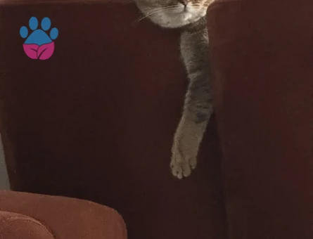 British shorthair sevimli ve oyuncu