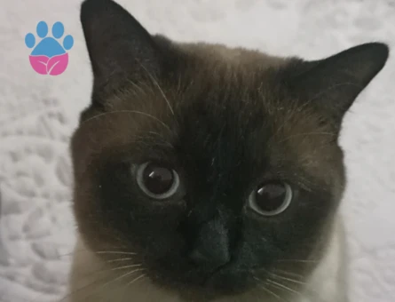 Sevimli ve zeki Siyam kedimizi ücretsiz sahiplendirmek istiyoruz.