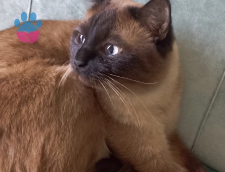 Sevimli ve zeki Siyam kedimizi ücretsiz sahiplendirmek istiyoruz.