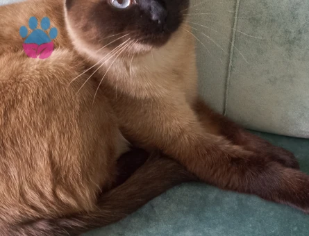 Sevimli ve zeki Siyam kedimizi ücretsiz sahiplendirmek istiyoruz.