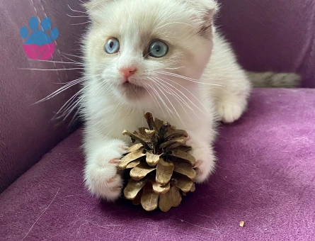 Scotish fold yavrusu