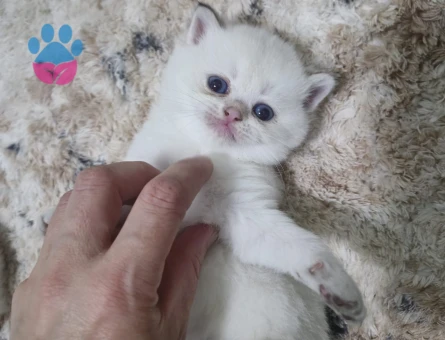 Secereli oğlumuzun safkan yavruları