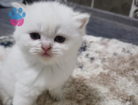 Secereli oğlumuzun safkan yavruları