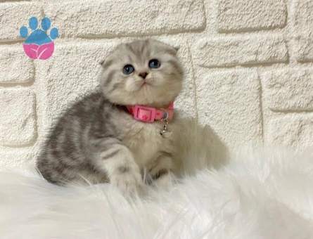 Scottish Fold Tabby Dişi Yavrumuz Yuva Arıyor