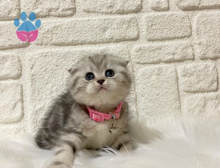 Scottish Fold Tabby Dişi Yavrumuz Yuva Arıyor