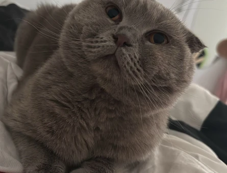 1 Yaşında Scottish Fold Kedime Yuva Arıyorum