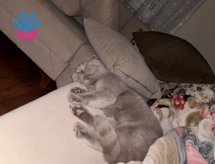 1 Yaşında Scottish Fold Kedime Yuva Arıyorum