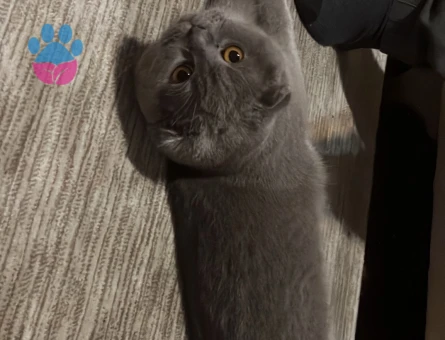 1 Yaşında Scottish Fold Kedime Yuva Arıyorum
