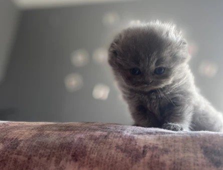 Duman Grisi Scottish Fold 2 Aylık