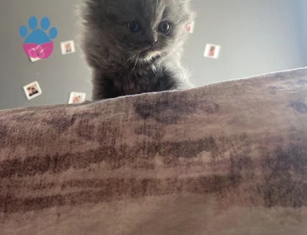 Duman Grisi Scottish Fold 2 Aylık