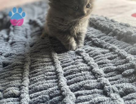 Duman Grisi Scottish Fold 2 Aylık