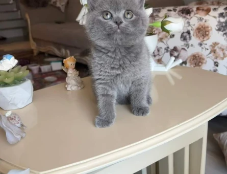 Safkan British Shorthair Yavru – Uysal, Sevecen ve Oyuncu 🐾