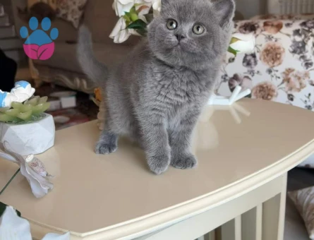 Safkan British Shorthair Yavru – Uysal, Sevecen ve Oyuncu 🐾