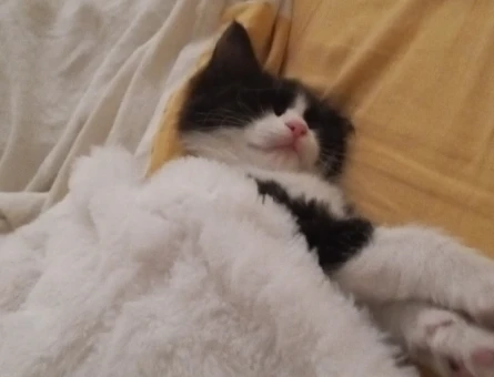 Tekir Çok acil yavru kedi kalıcı yuva aranıyor