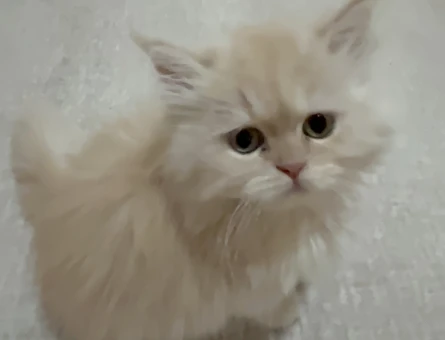 2 Aylık Bebek British Shorthair Yavrular