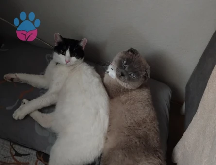 2 Yaşında Scottish Fold Yavrumuz