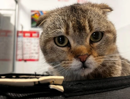 7 Aylık Scottish Fold Erkek Kedi
