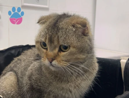 7 Aylık Scottish Fold Erkek Kedi