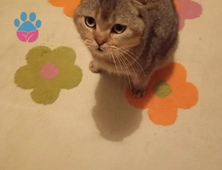 7 Aylık Scottish Fold Erkek Kedi