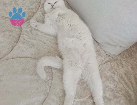 British Shorthair 1 Yaşında Dişi