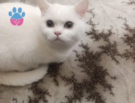 British Shorthair 1 Yaşında Dişi