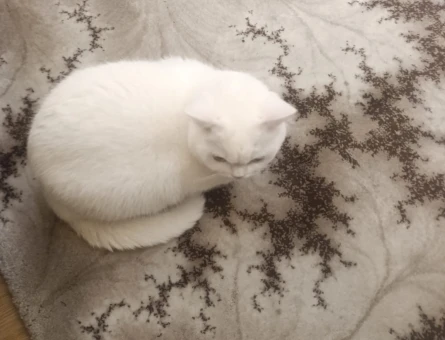 British Shorthair 1 Yaşında Dişi