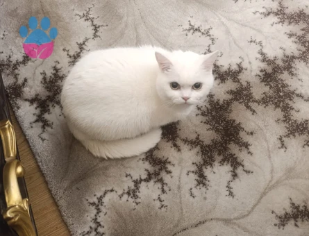British Shorthair 1 Yaşında Dişi