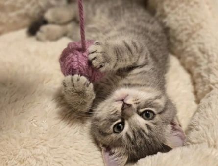 Oyunbaz British Shorthair Yavrumuz