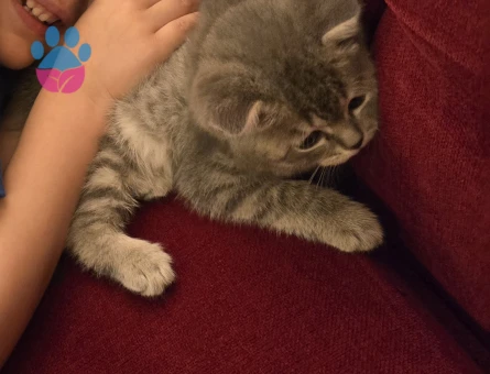 Oyunbaz British Shorthair Yavrumuz