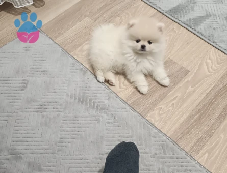 3 Aylık Pomeranian Boo Yuva Arıyor